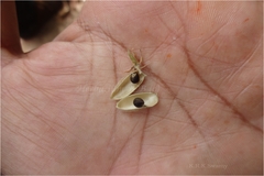 Flemingia paniculata